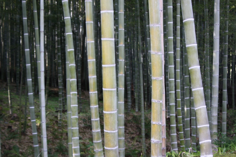 Bamboo Grove, Arashiyama, Japan