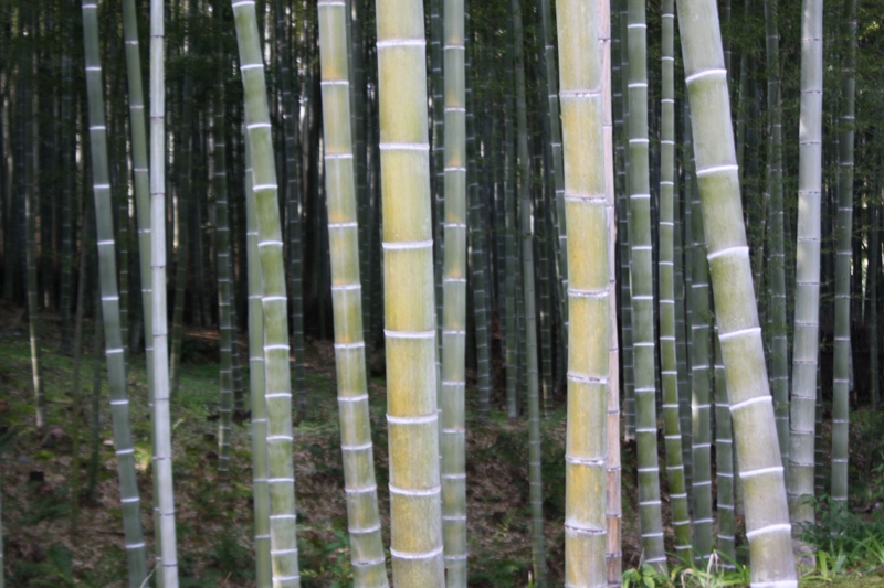 Bamboo Grove, Arashiyama, Japan