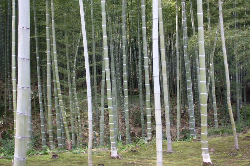 Bamboo Grove, Arashiyama, Japan