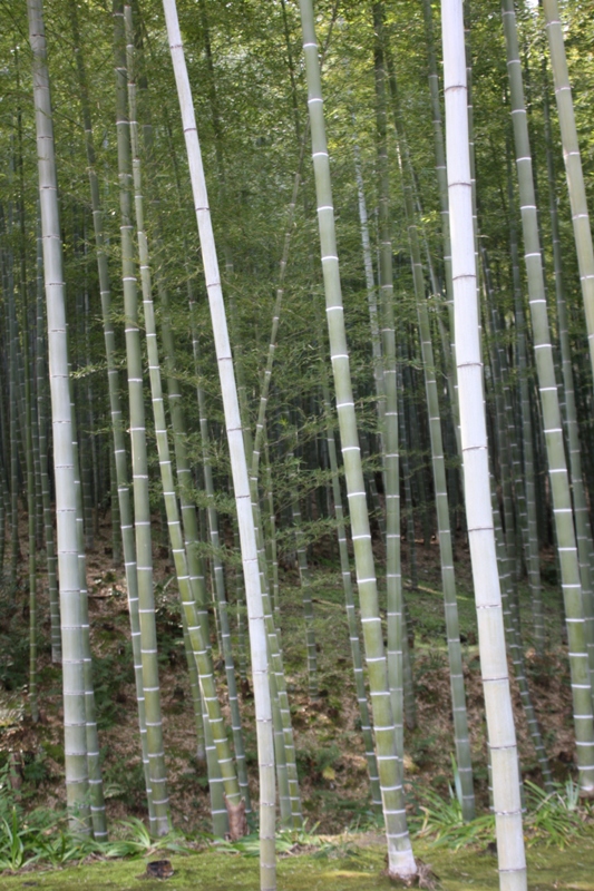 Bamboo Grove, Arashiyama, Japan