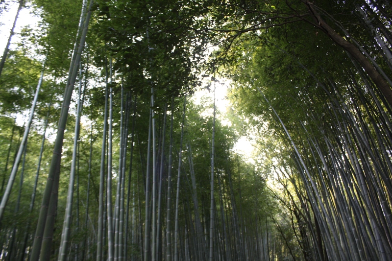 Bamboo Grove, Arashiyama, Japan