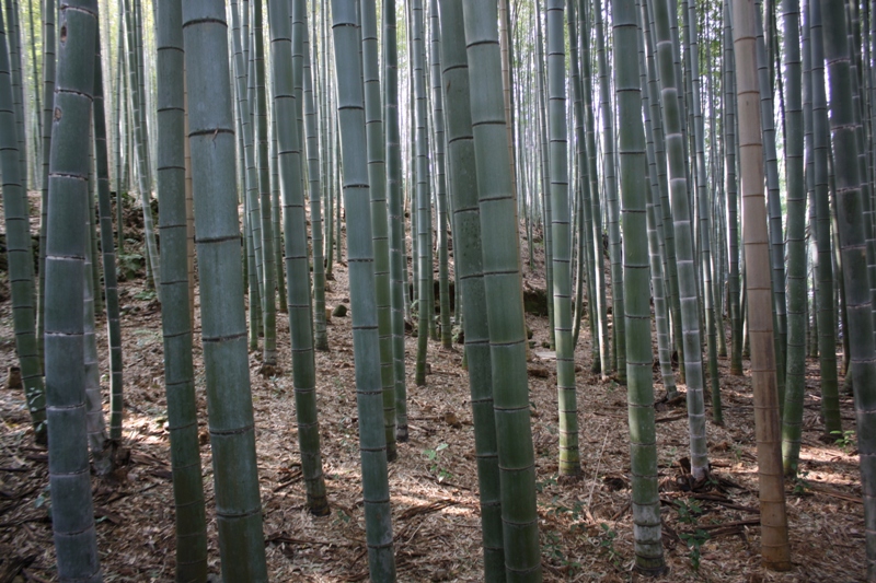 Bamboo Grove, Arashiyama, Japan