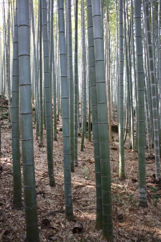 Bamboo Grove, Arashiyama, Japan