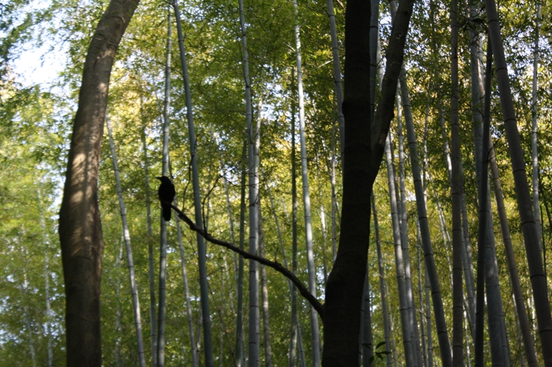 Bamboo Grove, Arashiyama, Japan