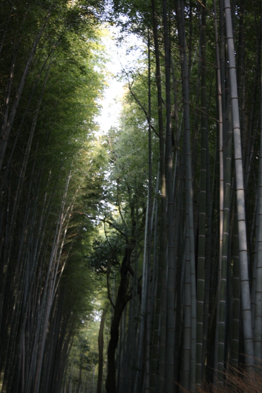 Bamboo Grove, Arashiyama, Japan