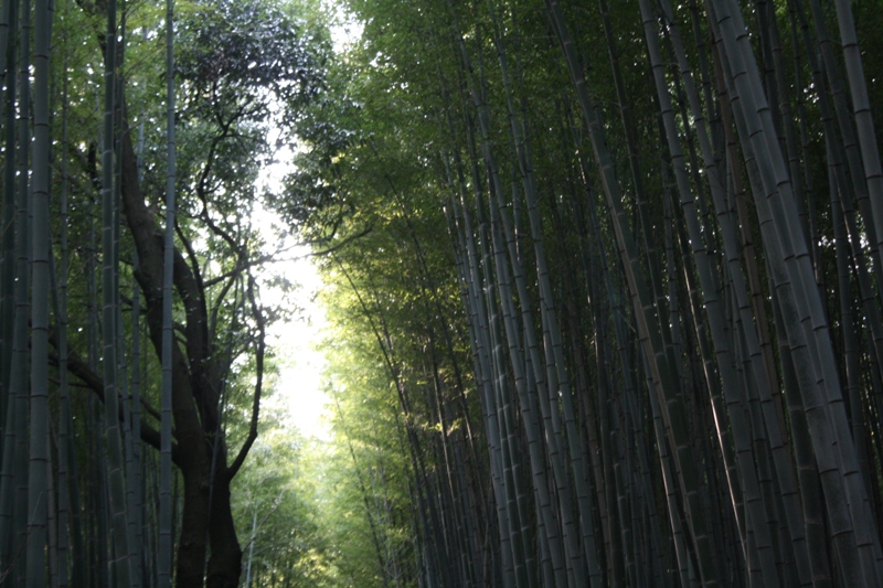 Bamboo Grove, Arashiyama, Japan