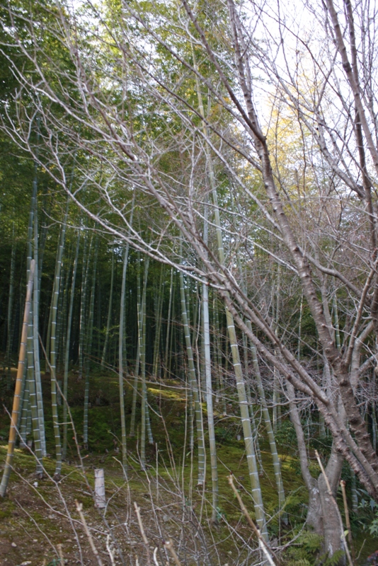 Bamboo Grove, Arashiyama, Japan