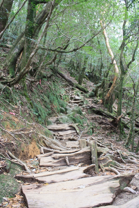 Yakushima National Park, 屋久島 Japan, Osumi Islands,大隅諸島