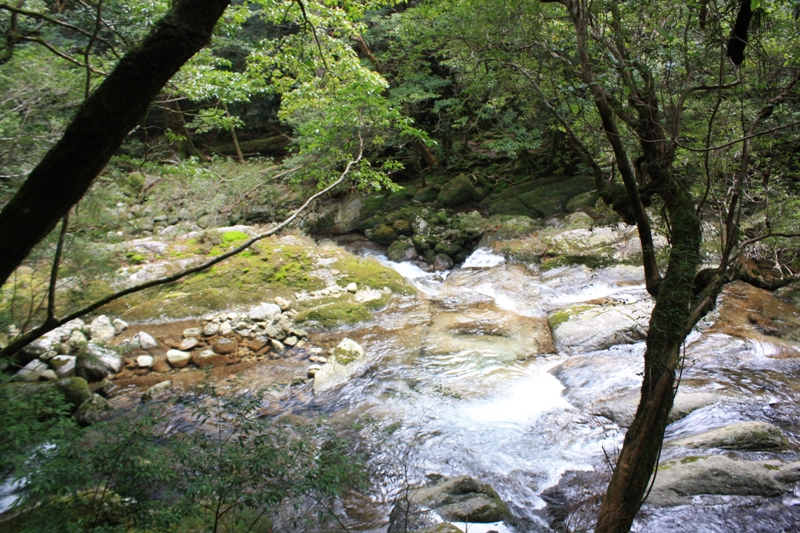 Yakushima National Park, 屋久島 Japan, Osumi Islands,大隅諸島