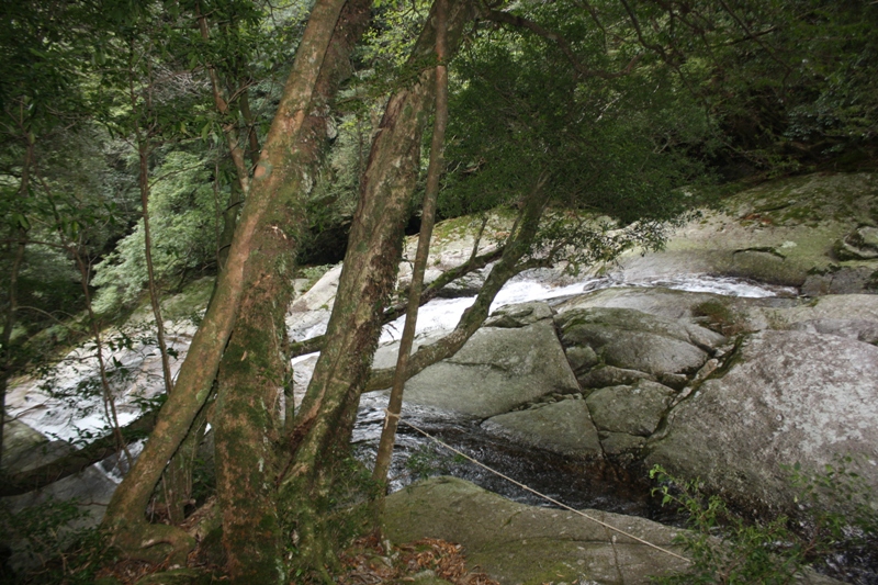 Yakushima National Park, 屋久島 Japan, Osumi Islands,大隅諸島