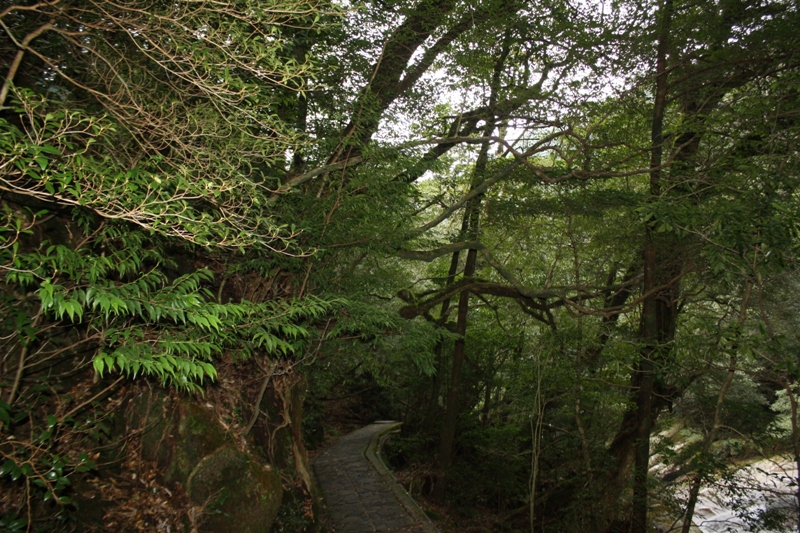 Yakushima National Park, 屋久島 Japan, Osumi Islands,大隅諸島