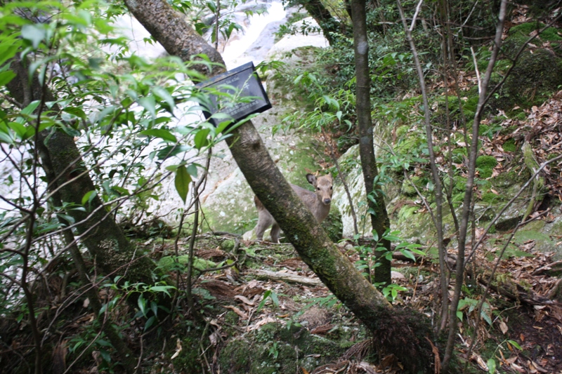 Yakushima National Park, 屋久島 Japan, Osumi Islands,大隅諸島