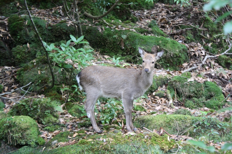 Yakushima National Park, 屋久島 Japan, Osumi Islands,大隅諸島