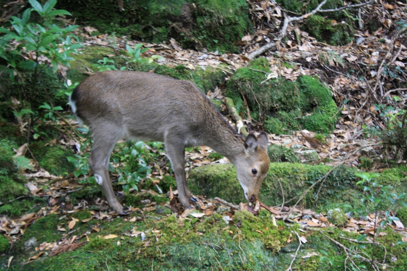 Yakushima National Park, 屋久島 Japan, Osumi Islands,大隅諸島