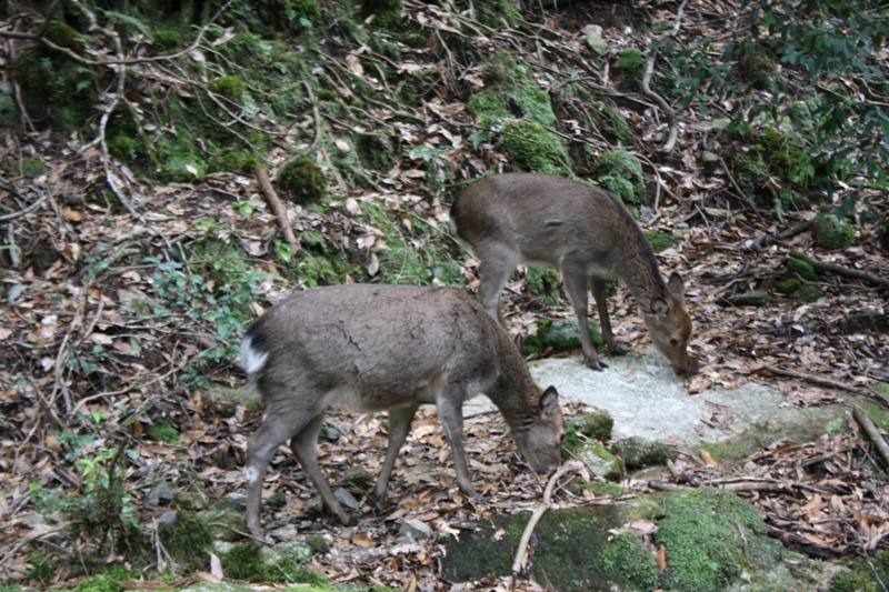 Yakushima National Park, 屋久島 Japan, Osumi Islands,大隅諸島