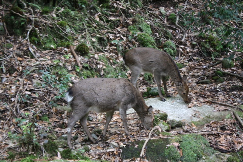 Yakushima National Park, 屋久島 Japan, Osumi Islands,大隅諸島