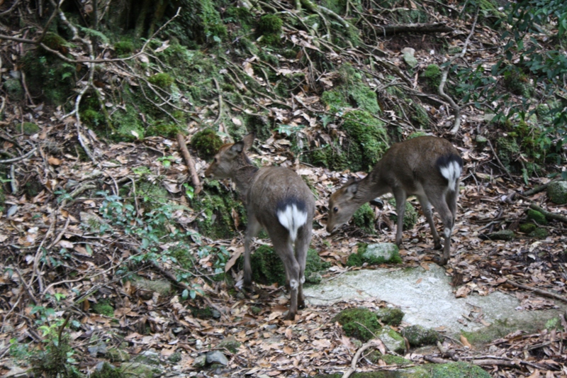 Yakushima National Park, 屋久島 Japan, Osumi Islands,大隅諸島