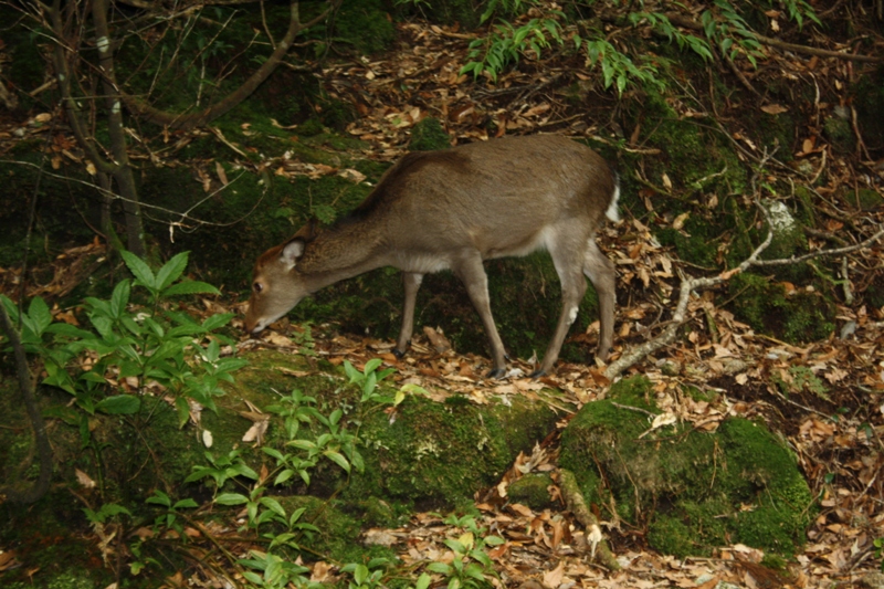 Yakushima National Park, 屋久島 Japan, Osumi Islands,大隅諸島