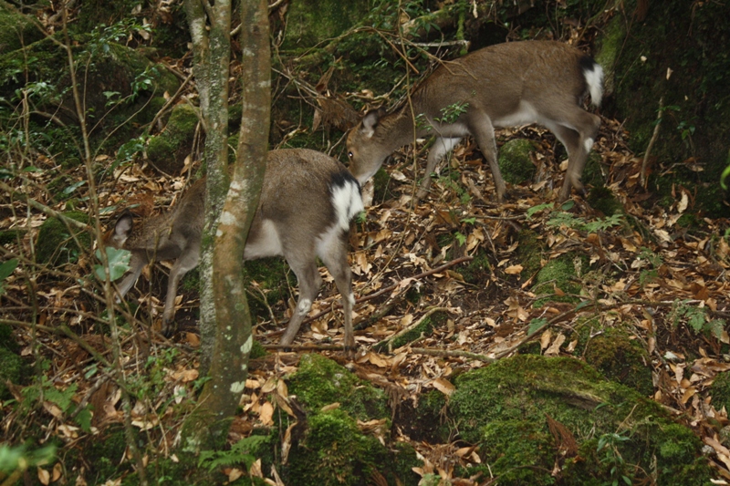 Yakushima National Park, 屋久島 Japan, Osumi Islands,大隅諸島