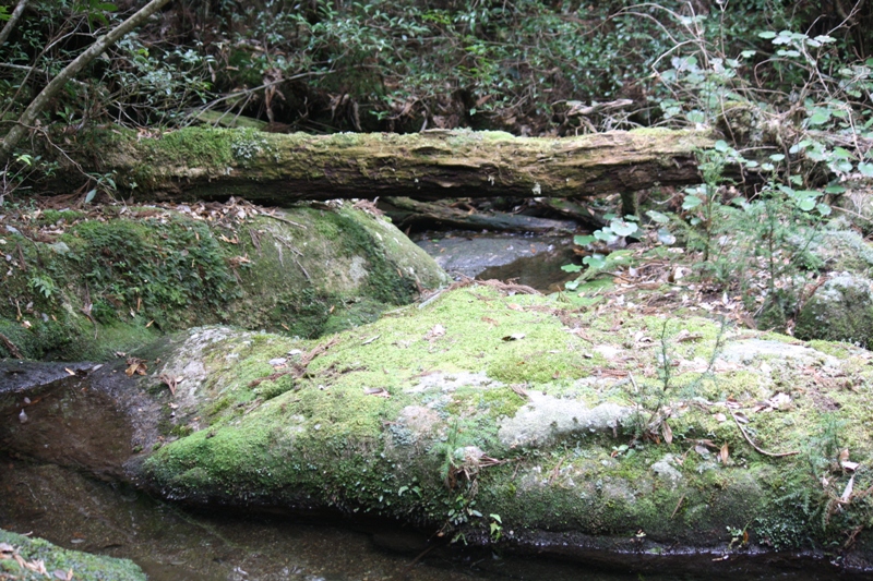 Yakushima National Park, 屋久島 Japan, Osumi Islands,大隅諸島