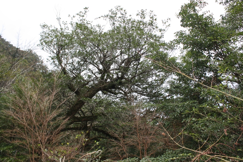 Yakushima National Park, 屋久島 Japan, Osumi Islands,大隅諸島