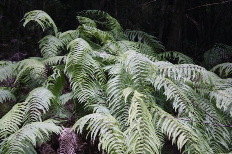 Yakushima National Park, 屋久島 Japan, Osumi Islands,大隅諸島