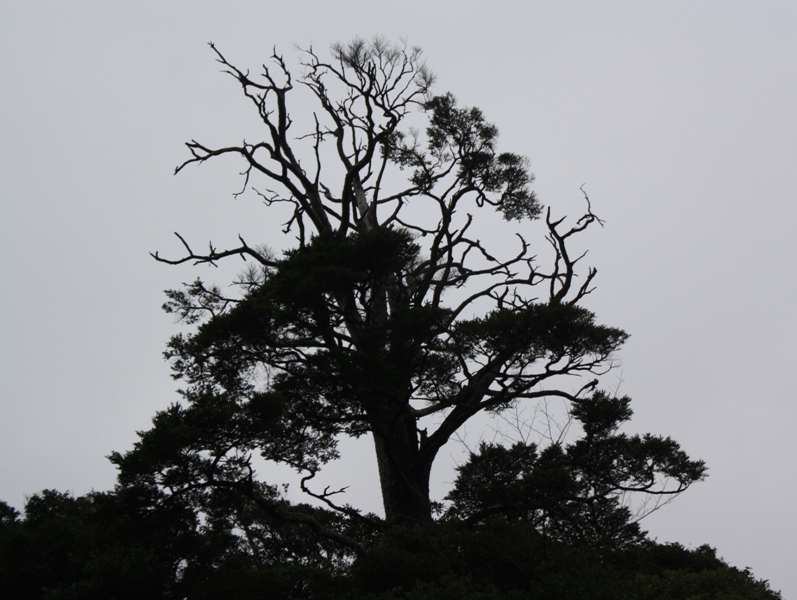 Yakushima National Park, 屋久島 Japan, Osumi Islands,大隅諸島