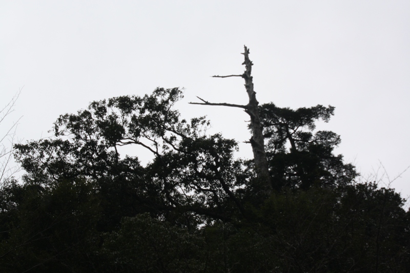 Yakushima National Park, 屋久島 Japan, Osumi Islands,大隅諸島