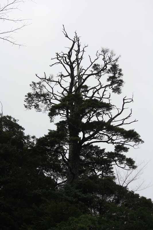 Yakushima National Park, 屋久島 Japan, Osumi Islands,大隅諸島