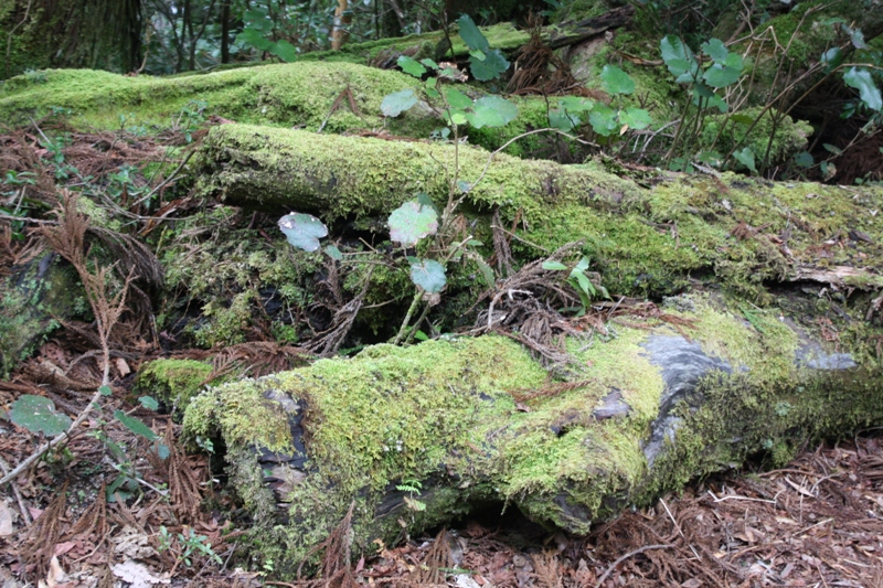 Yakushima National Park, 屋久島 Japan, Osumi Islands,大隅諸島