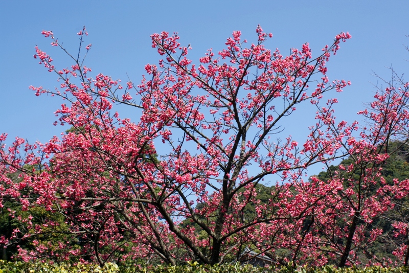 Sengan-en, villa, 仙巌園,  Iso-teien, 磯庭園, Kagoshima, Japan