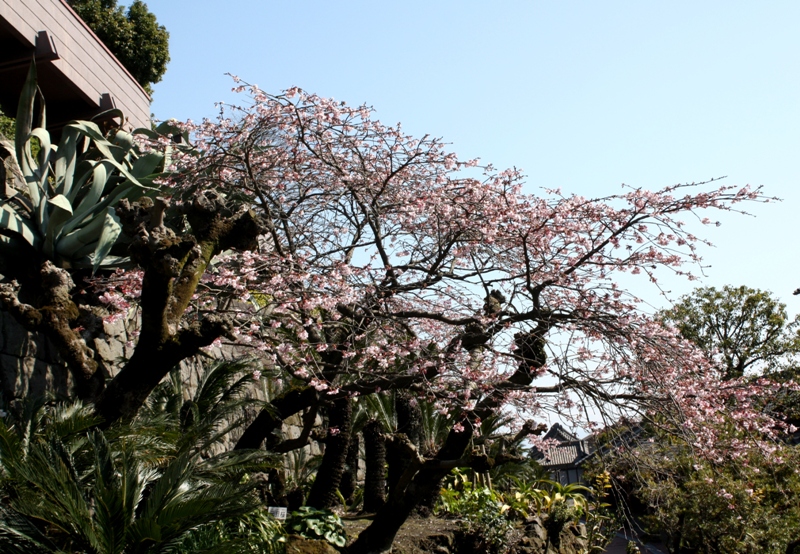 Sengan-en, villa, 仙巌園,  Iso-teien, 磯庭園, Kagoshima, Japan