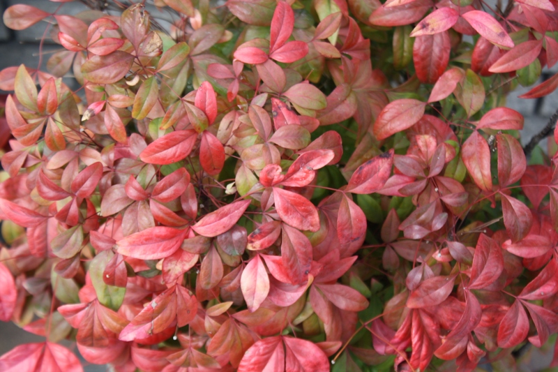 Winter Flowers, Kyoto, Japan