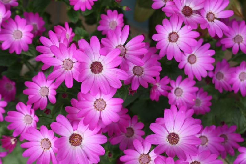 Winter Flowers, Kyoto, Japan