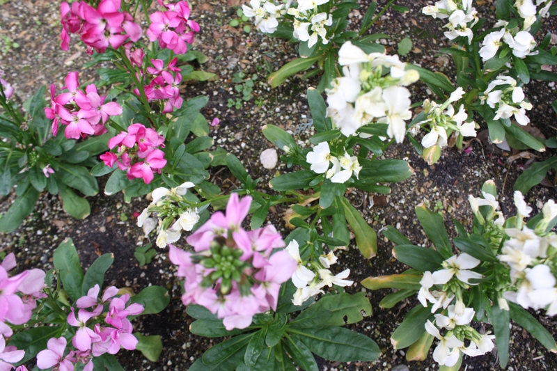 Winter Flowers, Kyoto, Japan