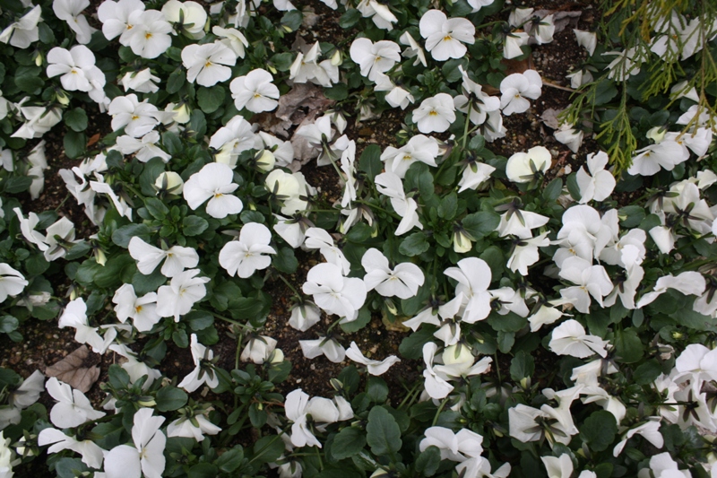 Winter Flowers, Kyoto, Japan