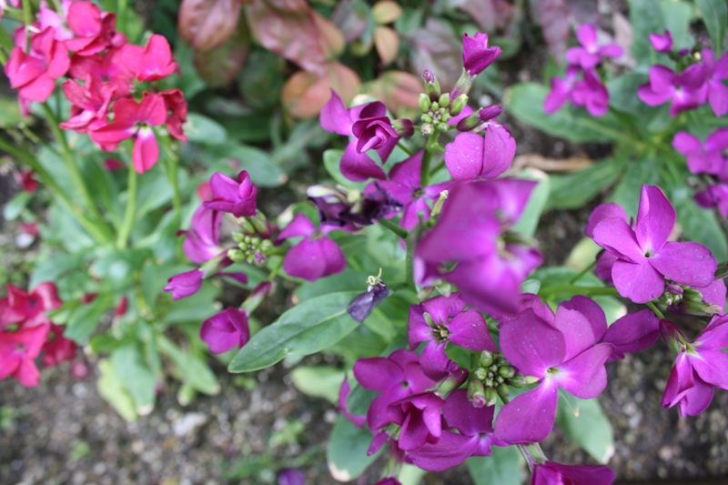 Winter Flowers, Kyoto, Japan