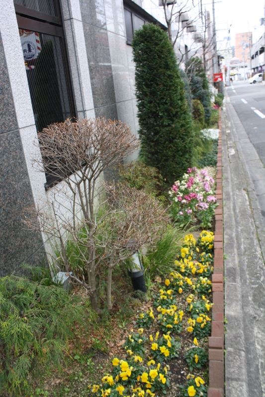 Winter Flowers, Kyoto, Japan