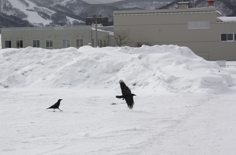 Otaru Port, Hokkaido, Japan