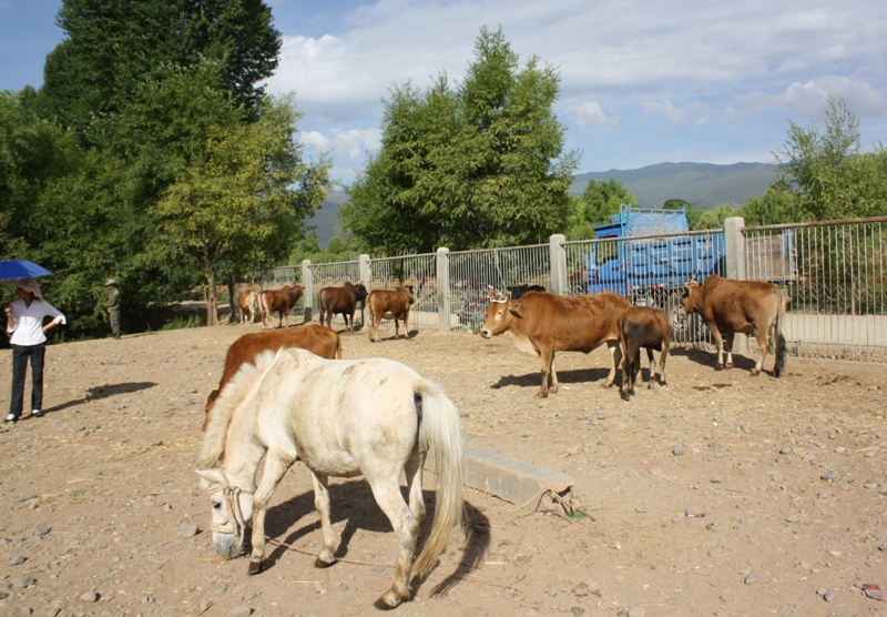 Shaxi  Yunnan Province  China