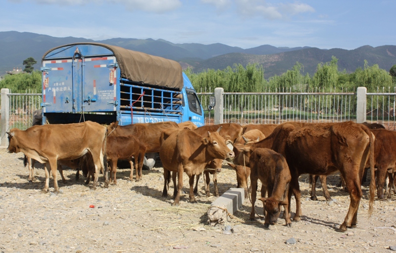 Shaxi  Yunnan Province  China