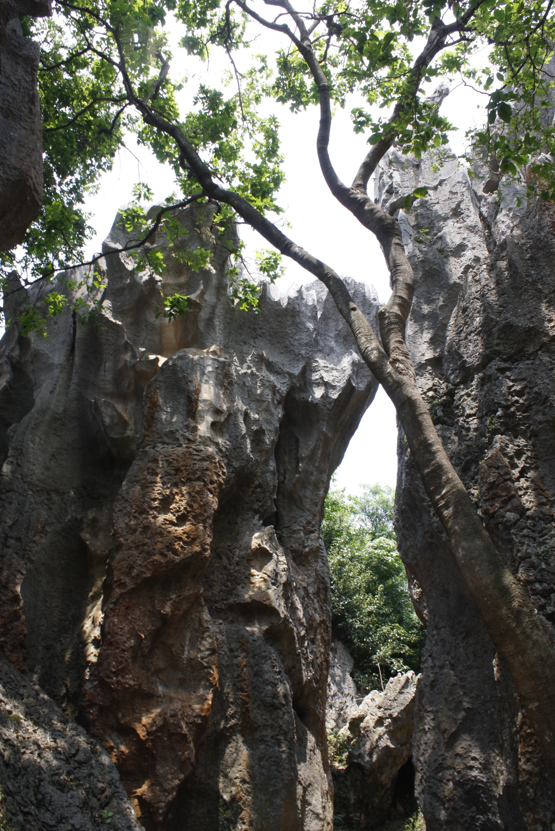 The Stone Forest, Shilin, Yunnan, China