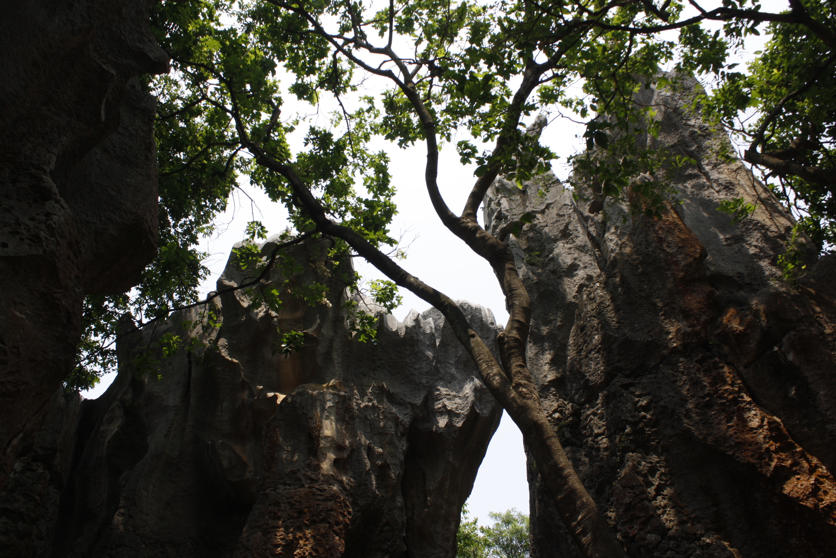 The Stone Forest, Shilin, Yunnan, China