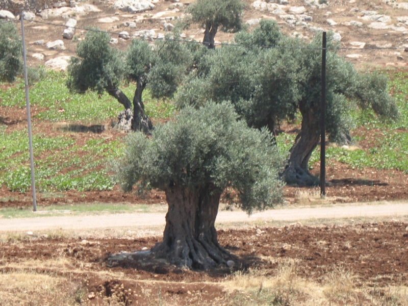 Ajlun, Jordan