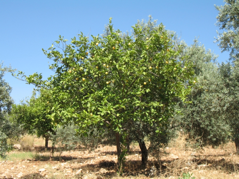 Ajlun, Jordan