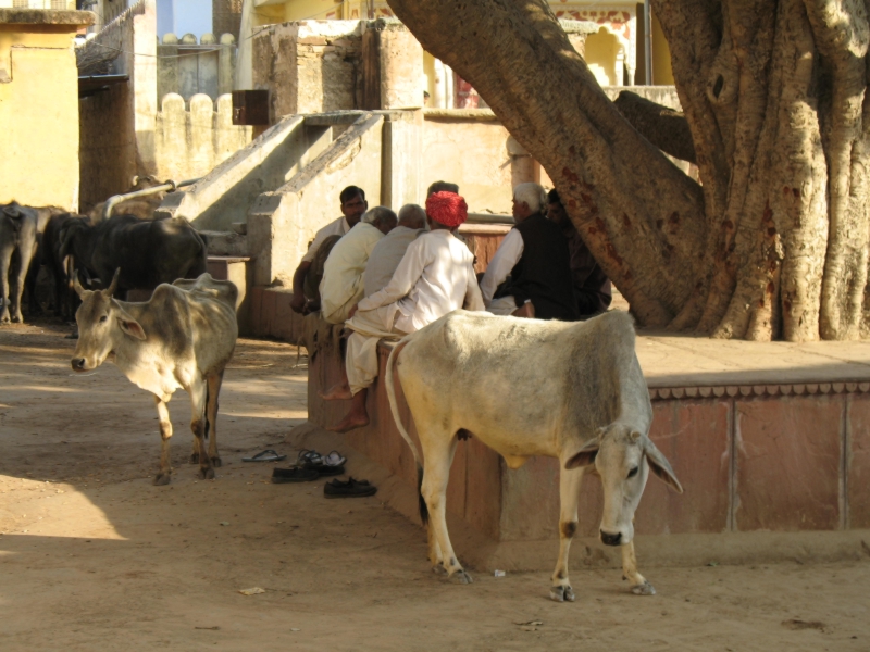 Amber. Rajasthan, India