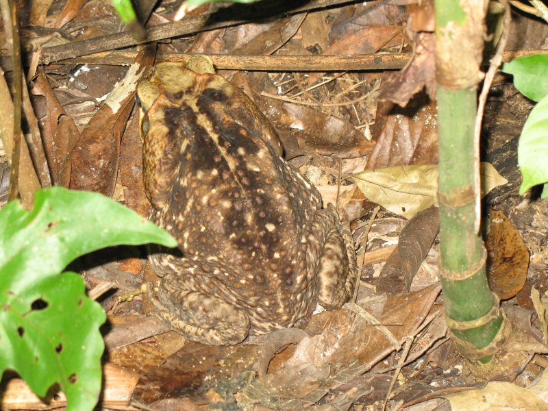 Lamanai, Belize