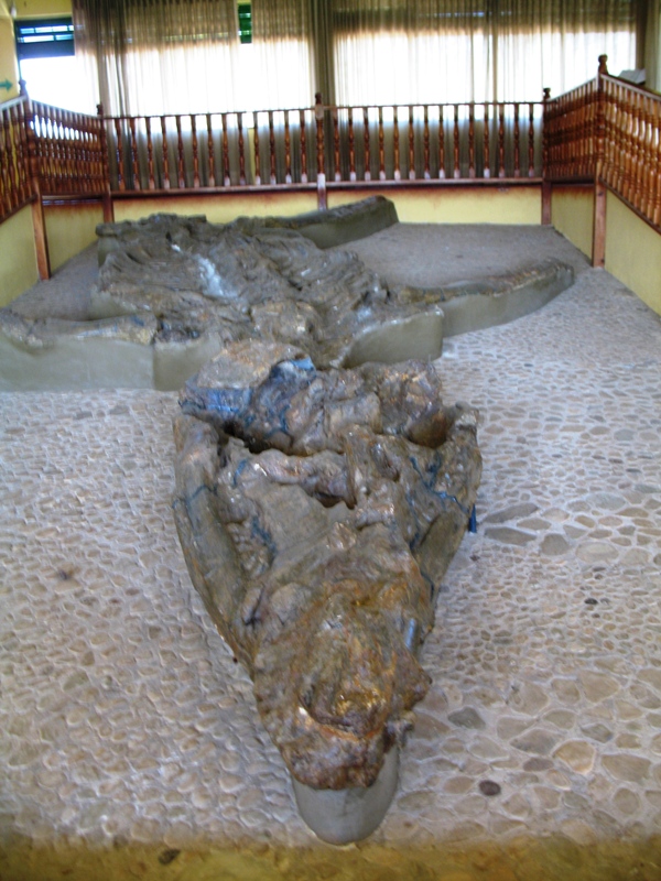  Museo El Fósil, The Fossil Museum, Villa de Leyva, Colombia