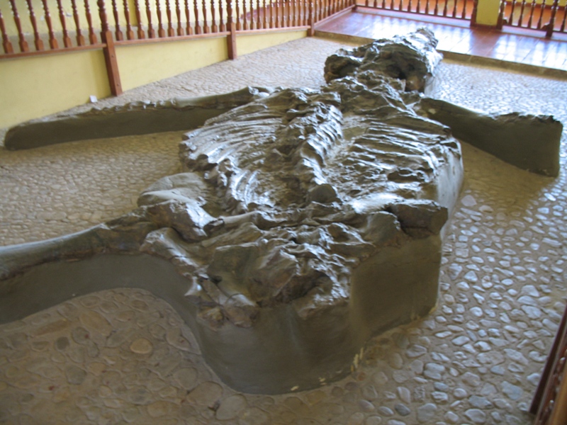  Museo El Fósil, The Fossil Museum, Villa de Leyva, Colombia