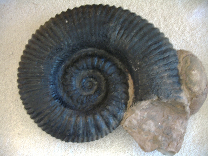  Museo El Fósil, The Fossil Museum, Villa de Leyva, Colombia